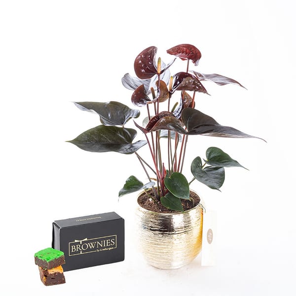 Dark Sienna Gold & Brownies Mixbox (6'lı) Bundle — görsel 3