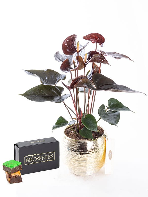 Dark Sienna Gold & Brownies Mixbox (6'lı) Bundle — görsel 1